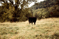 Bulman